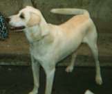 Daniele's dog